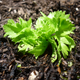 Illustration for article titled How to Grow Unlimited Celery Without Entering the Contra Code